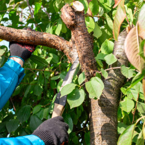 gruenspecht-gartengestaltung_leistungen_img-7 gruenspecht-gartengestaltung_leistungen_img-7